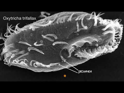 Видео: Реснички, жгутики и ложноножки (видео 12)| Строение клетки | Биология