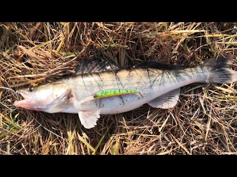 Видео: Трофейная рыбалка. И снова за  судаком на Кигач.