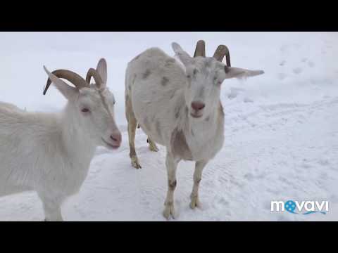 Видео: Отоварилась//Диалог с ветеринаром//Козы на прогулке//