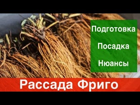 Видео: Рассада Фриго :Подготовка.Посадка.Нюансы.