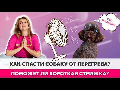 Видео: Как помочь собаке пережить жару? Короткие стрижки и способы охлаждения