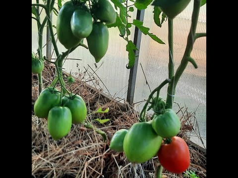 Видео: СОРТА ТОМАТОВ, которые точно буду сажать на следующий год!! ОБЗОР ТОМАТНОЙ ТЕПЛИЦЫ!