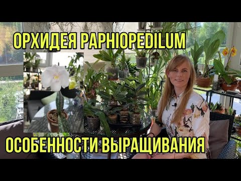 Видео: Орхидея Пафиопедилум Paphiopedilum orchid