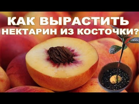 Видео: КАК вырастить нектарин из косточки. Инструкция по шагам