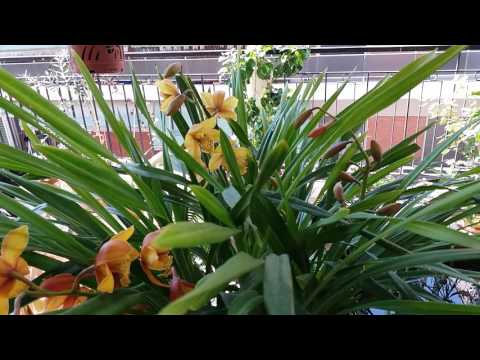 Видео: Цимбидиум.Содержание,уход,болезни.Цикл.1