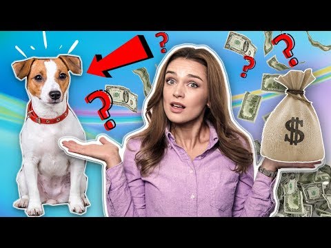 Видео: СКОЛЬКО ДЕНЕГ Я ТРАЧУ НА СОДЕРЖАНИЕ СОБАК? | СКОЛЬКО "СТОИТ" СОБАКА?