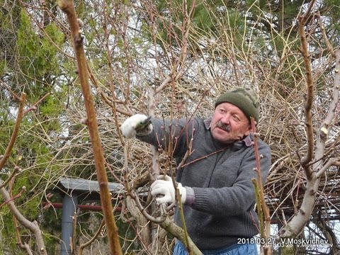 Видео: Обрезка персика  -  Советы специалиста садоводам  любителям  по обрезке и уходу за персиком.