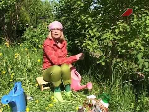Видео: Сад.  Серия 145.  Калина.
