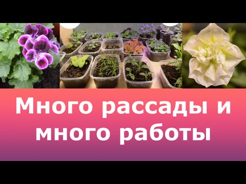 Видео: Сортовые пеларгонии. У фуксии скручивается лист.  Рассада для  миксов. Раскрыла секрет эустомы.