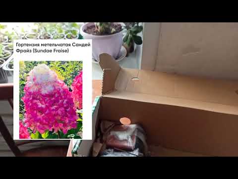 Видео: 20.04.23 Обзор посылки с гортензиями из интернет магазина semena. ru