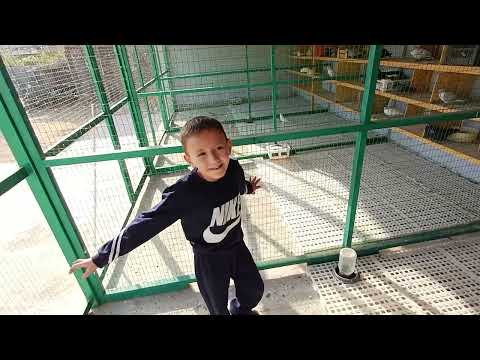 Видео: Сегодня выходной был,решил Обзор сделать Голубей 🇺🇿🇺🇿🇺🇿 #uzbekistan #Baku #Pigeons 