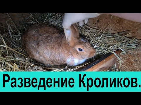 Видео: Разведение кроликов. кролиководство