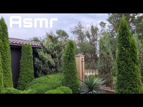 Видео: Asmr on the street🌲Асмр на улице