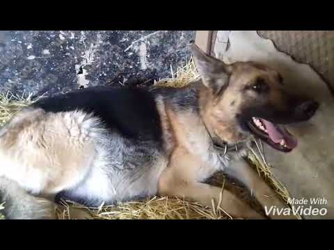 Видео: (16+)СОБАКА РОЖАЕТ /ПЕРВОЕ ПОЯВЛЕНИЯ ЩЕНКОВ