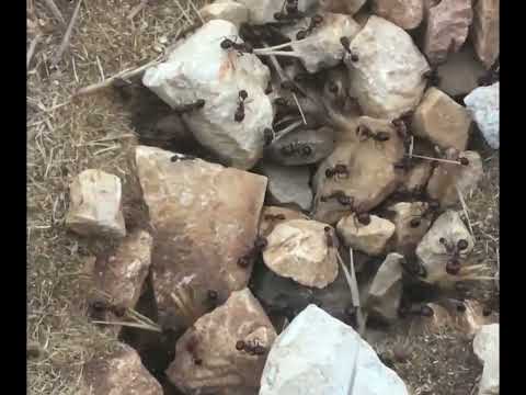 Видео: АСМР 🐜🐜Расскажу о муравьях🐜🐜Тихий спокойный голос 💞