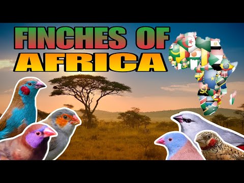 Видео: Африканские вьюрки