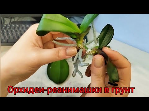 Видео: Орхидеям-реанимашкам пора отправляться в грунт👍. Результат спустя месяц 🌷