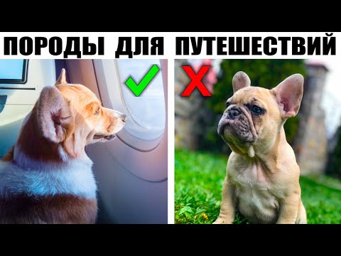Видео: 7 Пород Собак Которые Отлично Подходят для Путешествий с Хозяином