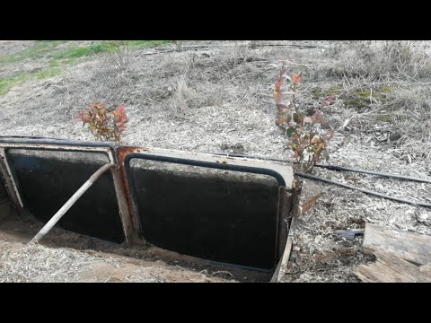 Видео: Корни голубики за стеклом. Второй результат опыта. Два года после посадки.