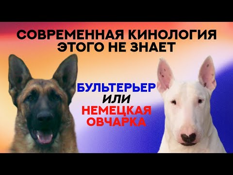Видео: Немецкая Овчарка или Бультерьер? Вы этого не знали... Shepherd or Bull Terrier. You did not know it.