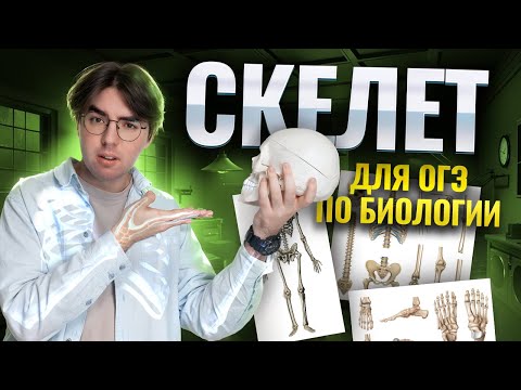 Видео: Скелет | Биология ОГЭ 2025 | Умскул