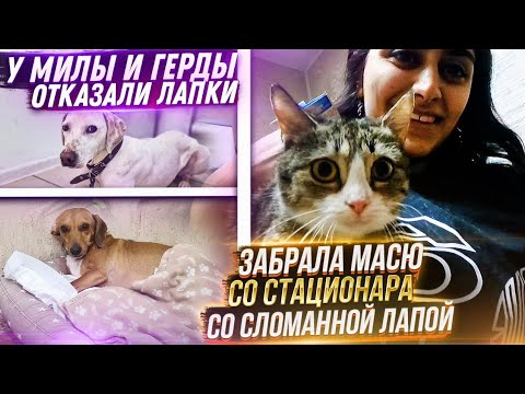 Видео: у Милы и Герды ОТКАЗАЛИ лапки😟 в чем причина? Маркизу со сломанной лапой забираем со стационара🙏