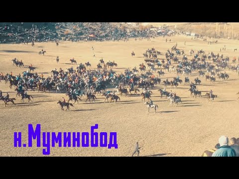 Видео: Бузкаши н.Муминобод  26_11_2024