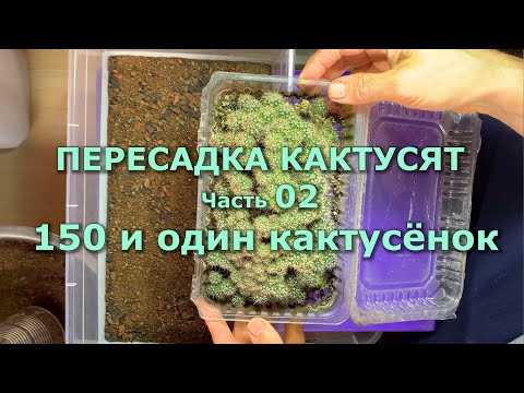 Видео: ПЕРЕСАДКА КАКТУСЯТ - 02 150 и один кактусёнок #кактусы #суккуленты #КомнатныеРастения#СеянцыКактусов