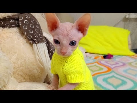 Видео: VLOG: Мы растём. Маленький сфинкс 1.5 м. Наш первый вязаный свитер.