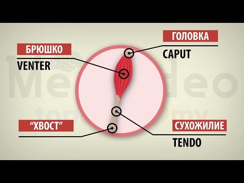 Видео: Общая миология. Строение мышц