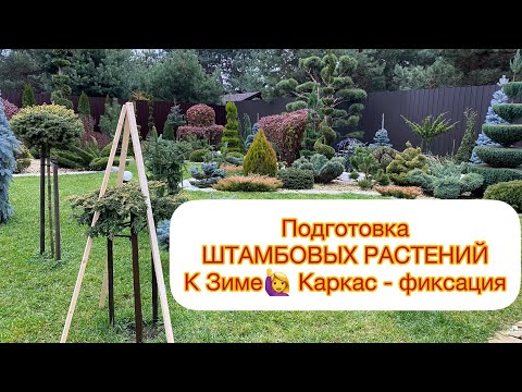 Видео: Подготовка ШТАМБОВЫХ РАСТЕНИЙ к Зиме 🙋‍♀️Каркас - фиксация