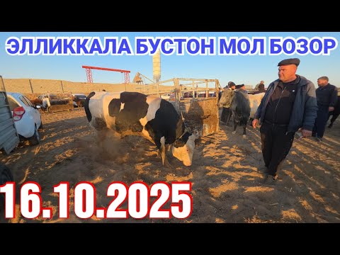 Видео: 16 октября 2025 ЭЛЛИККАЛА БУСТОН МОЛ БОЗОР НАРХЛАР НИМА БУЛДИ