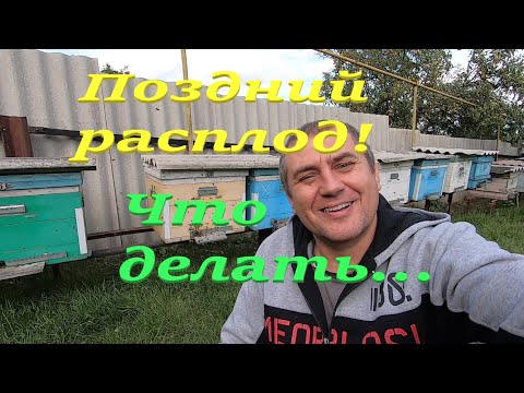 Видео: Поздний пчелиный расплод не помеха! Окончательная сборка пчел в зиму! Просто и доступно показываю!