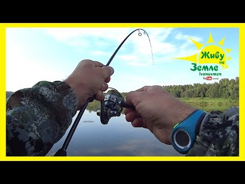 Видео: Клёвое утро! Рыбалка на спиннинг с берега. Оснастка лучшая по окуню.