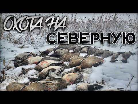 Видео: Северная утка пёрла как дурная | Настрелял 25 уток за пару часов