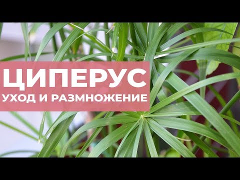 Видео: Циперус (папирус, сыть). Уход и размножение