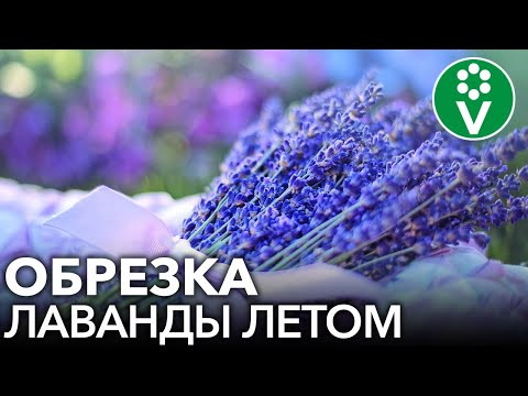 Видео: Как правильно обрезать лаванду летом и что делать со срезанными цветами