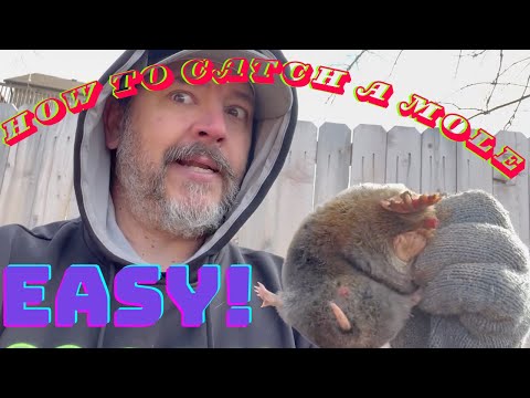 Видео: Как легко поймать крота