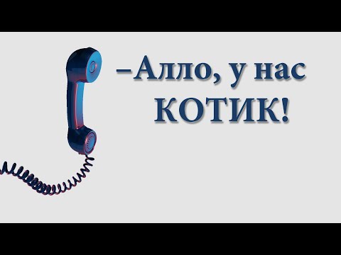 Видео: Алло, у нас котик - 17