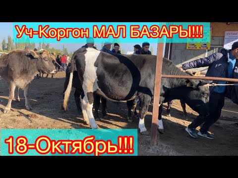 Видео: МАЛ БАЗАР КЫЗЫГАН ЖЭРЛЕРИ Уч-Коргон !!! 18-Октябрь!!!