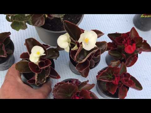 Видео: Бегония вечноцветущая. Выращивание.