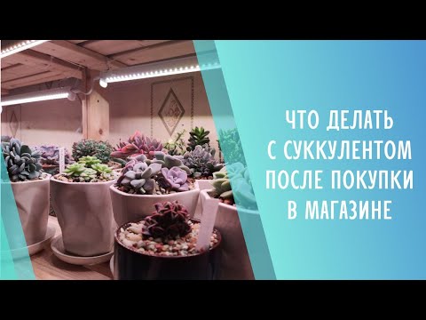 Видео: Я купил суккулент. Что делать?🌱 Обработка и посадка эхеверии.