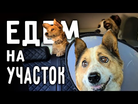 Видео: Боня теперь с нами ездит на участок. Нашли еще одну хозяйку,она пришла, когда мы до поздна убирались