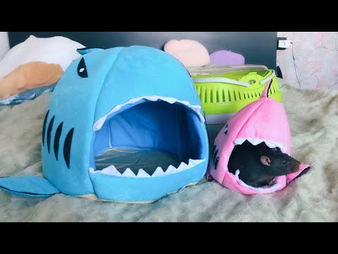 Видео: Покупки для крыс 🐀