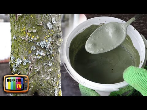 Видео: Цей саморобний розчин випалює всіх шкідників лишайники і грибок на плодових деревах