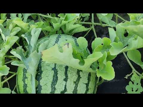 Видео: Первые арбузы в 2024 году привитые на лагенарию поспели и будут съедены.