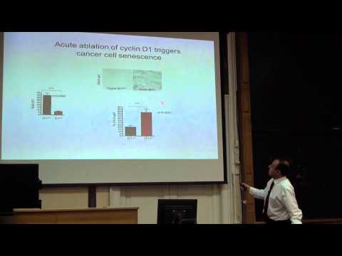 Видео: Лекция 1 | Регуляция клеточного цикла | Peter Sicinski | СПбГУ | Лекториум