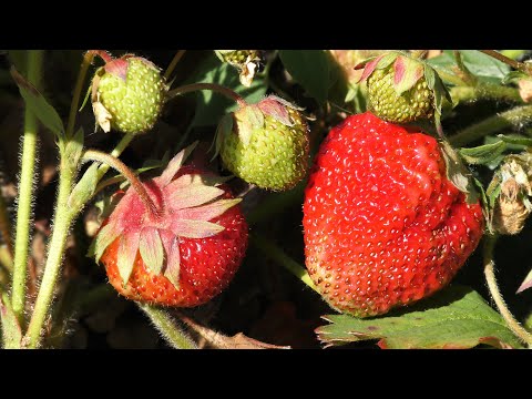 Видео: Как омолодить старую клубнику