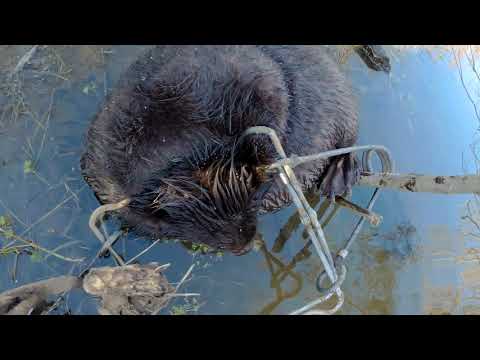 Видео: Постановка капкана на Бобра (Beaver Creek & Castor Mount)(02.11.2018)