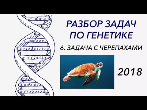 Видео: Разбор задачи по генетике 2018 - ЦТ, ЕГЭ, ЗНО